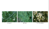 ﻿원주지방환경청, 강원랜드와 함께 생태계교란 식물 제거…가시상추, 미국쑥부쟁이 등