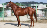 한국마사회 “국산말 1,400m 경주 대결 펼쳐요”