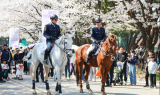 한국마사회, 야간 벚꽃축제에 10만 나들이객 북적