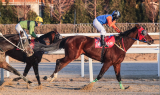 3세 이상 경주마 2,000m '한판 대결'…3가지 관전 포인트는